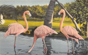 Flamingos Florida, USA Unused 