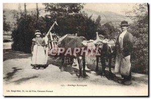 Postcard Old Hitch Auvergne Cows Folklore