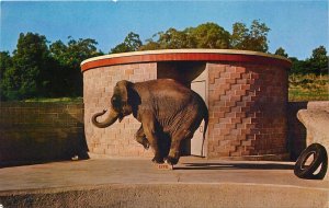 Postcard 1950s California Oakland Effie Elephant Knowland Zoo Roberts CA24-2338