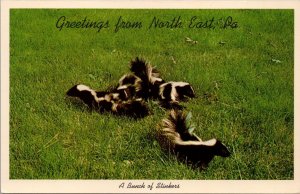 Greetings from North East PA Postcard PC474