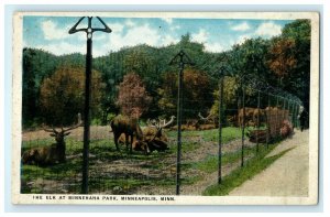 c1911 The Elk at Minehaha Park, Minneapolis, Minnesotta, MN, Vintage Postcard 