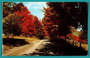 Vermont - Vivid Fall Foliage - [VT-180]