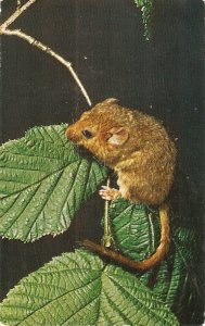 Dormouse Animal Nice vintage English postcard