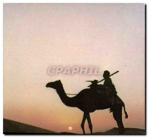 Postcard Modern South Tunisian camel at sunset Camel