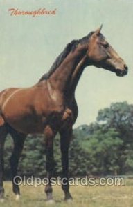 Thouroughbred Horse Unused 