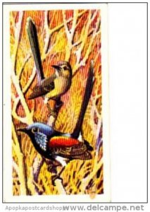 Brooke Bond Trade Card Tropical Birds No 42 Lovely Wren