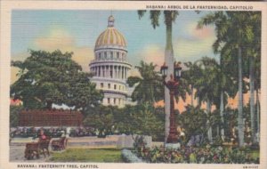 Cuba Havana Fraternity Tree & Capitol Curteich