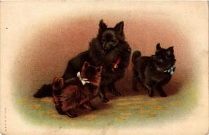 CPA AK Spitz DOGS (729517)