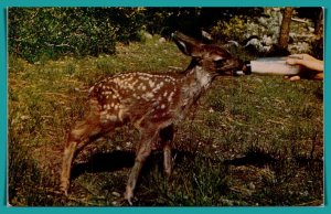 Deer - Bottle-Fed Baby - [MX-829]