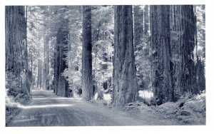 PC6737 CALIFORNIA REDWOODS