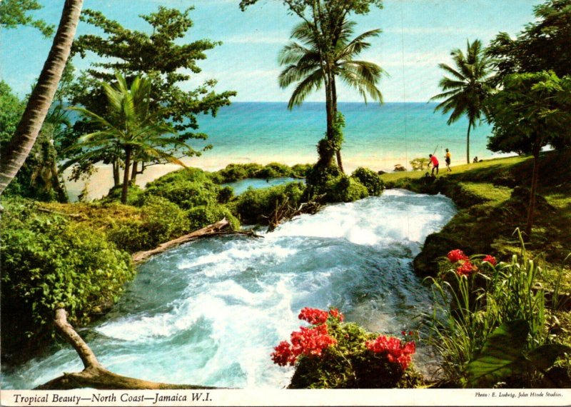 Jamaica North Coast Tropical Beauty Scene