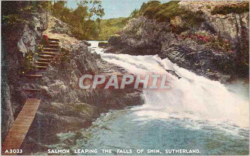 Leaping Salmon Old Postcard The Falls of Shin Sutherland