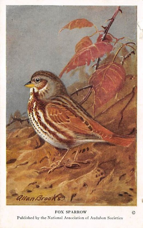 Fox Sparrow Artist Allan Brooks, Non  Backing Bird Non  Backing Unused 