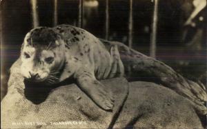 Baby Seal Tillamook Co Oregon OR c1910 Real Photo Postcard