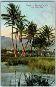 c1910s Honolulu, HI Hawaii Territory Cluster Coconut Trees Wall Nichols PC A188