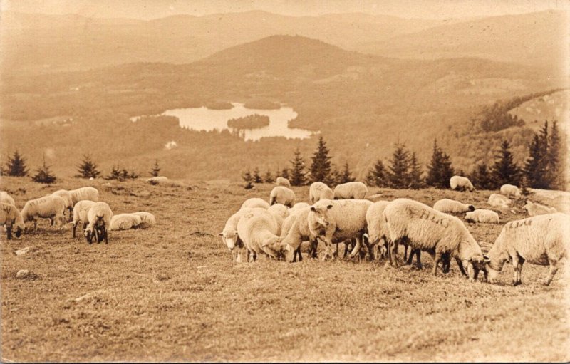 Sheep Flock Of Sheep Grazing Real Photo