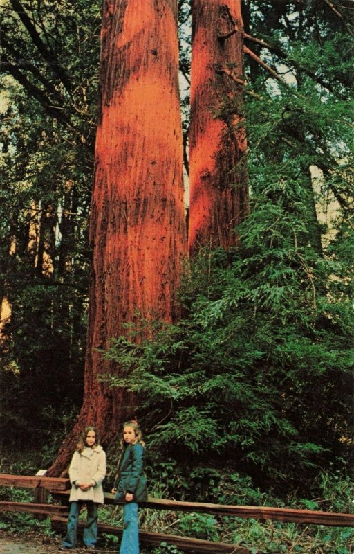 Postcard Muir Woods National Monument Mill Valley California