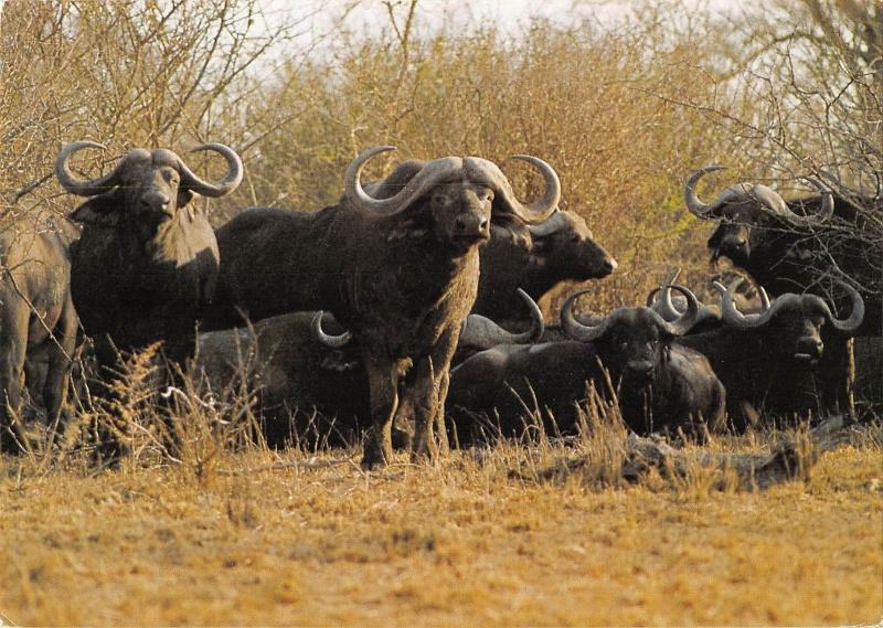 BR71994 buffalo kruger national park south africa  buffle  animal animaux