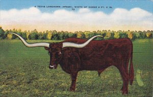 Texas A Texas Longhorn Steer