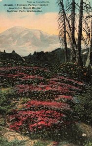 Postcard Mountain Flowers Mount Rainier National Park Washington