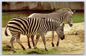 Milwaukee Wisconsin~Grevy, Chapman African Zebra Pair Off @ The Zoo~1960s Dexter