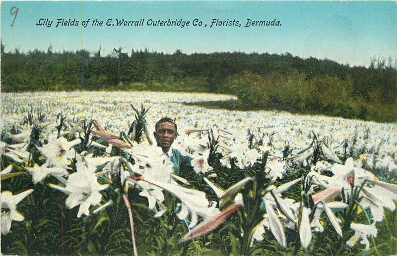 Bermuda Lilly Fields Outerbridge Company Florist Yankee Store Postcard 21-11505