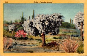 Cactus Cholla Cactus Jumping Cactus Curteich