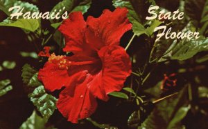 Vintage Postcard Hawaii's State Flower Red Hibiscus Official State Flower HI 