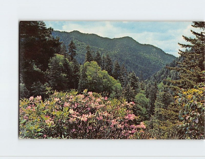 Postcard Scene From The Transmountain Highway, U.S. 441, Tennessee