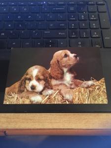 Vintage Postcard: cute spaniel Puppies