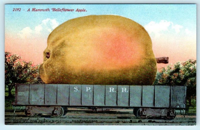 2 Exaggeration Postcards CARLOAD of BELLEFLOWER APPLES 1910 Mitchell