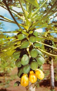 Papaya Blossoms and Fruit Papaya Blossoms and Fruit