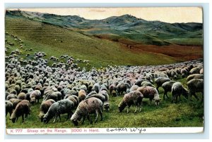 c1910 Casper Wyoming Sheep on Range RPO Posted Antique Postcard 