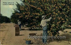 Picking Apricots Southern, CA, USA Occupational 1915 some corner wear light w...