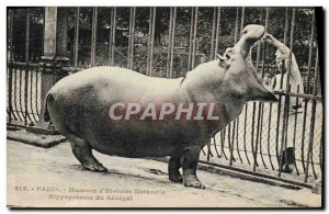 Old Postcard Paris Hippopotamus Senegal