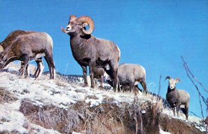 VINTAGE POSTCARD ROCKY MOUNTAIN BIGHORN SHEEP CANADIAN ROCKIES LAKE LOUISE 1967