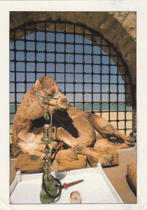 HIS MAJESTY KING CAMEL I, Tunisia - Vintage POSTCARD