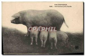 Postcard Old Pig Pig A happy little family