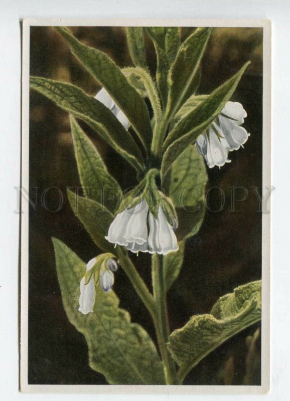 428002 Flower Symphytum officinale Sammelwerk Tobacco Card w/ ADVERTISING