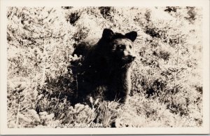 Bear Washington Native Bear WA Unused Real Photo Postcard G95