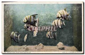 Postcard Old Fish Fish Fish Spade New York Aquarium