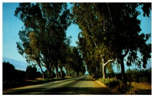 California  Eucalyptus Trees