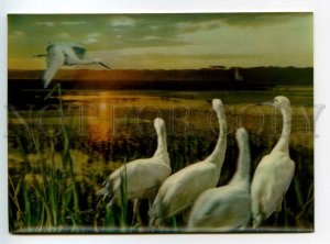 484316 Birds Egrets lenticular 3D postcard