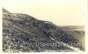 Real Photo - Caribou Migrating - Arctic Circle, Alaska AK