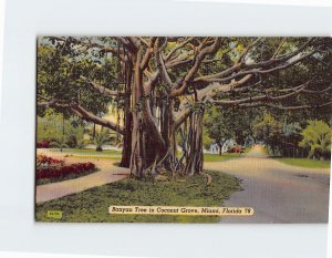 Postcard Banyan Tree in Coconut Grove Miami Florida USA