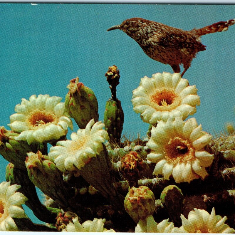 c1960s AZ Arizona Cactus Wren & Saguaro Blossom State Bird Flower Chrome PC A299