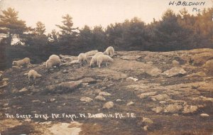 West Baldwin Maine Dyke Mt Farm Sheep Real Photo Postcard AA74681