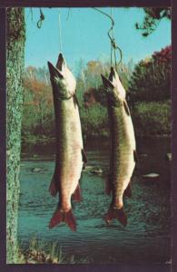 Pair of Muskies Fish Post Card 2733