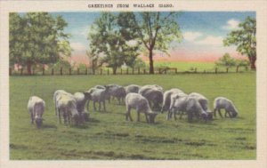 Idaho Greetings From Wallace Pasture With Grazing Sheep