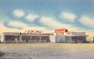 Crescent City California Sea Wonders Alive Gift Shop Vintage Postcard AA59049